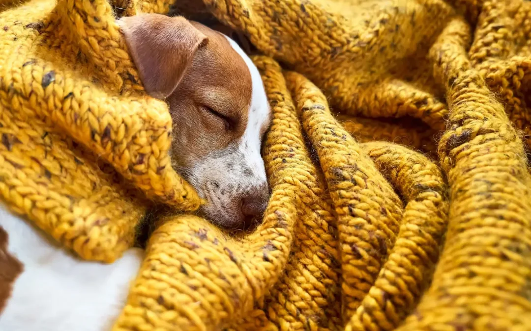Cute jack russell dog
